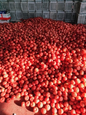 內(nèi)蒙赤峰市手機(jī)批發(fā)電話號(hào)碼-第1張圖片