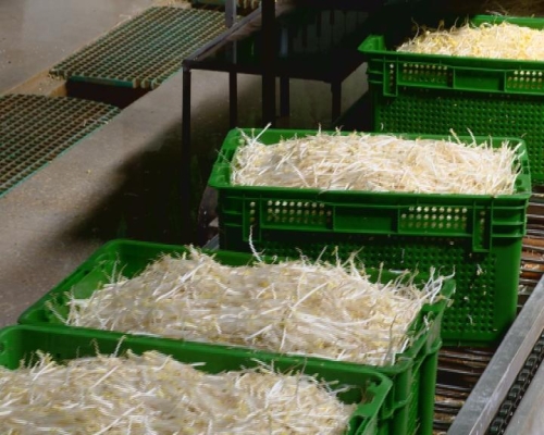 赤峰綠豆芽種子批發(fā)電話地址-第1張圖片