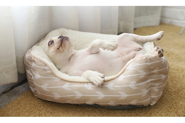 赤峰喵汪寵物港電話號(hào)碼查詢-第1張圖片