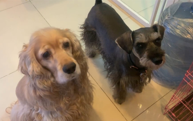 可卡寵物店赤峰分店電話多少-第1張圖片