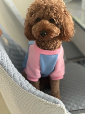 赤峰市領(lǐng)養(yǎng)狗狗泰迪電話號(hào)碼-第1張圖片