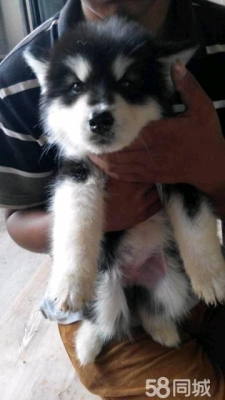 赤峰寵物活動中心電話號碼查詢-第1張圖片