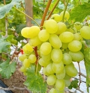 赤峰葡萄袋批發(fā)電話號碼查詢-第1張圖片