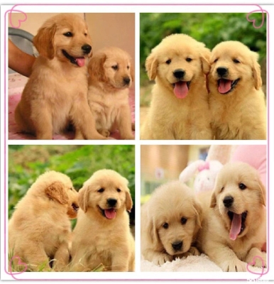 赤峰狗狗理發(fā)店電話號碼多少-第1張圖片