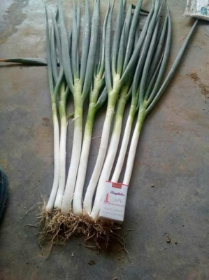 赤峰大蔥加工廠電話號碼查詢-第1張圖片