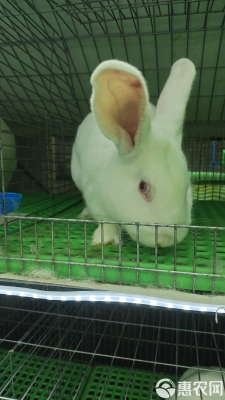 赤峰兔兔洗鞋店電話多少號(hào)-第1張圖片