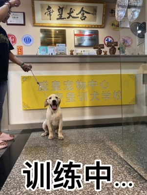 赤峰訓(xùn)犬培訓(xùn)學(xué)校電話(huà)號(hào)碼查詢(xún)-第1張圖片