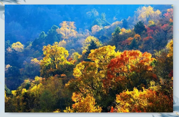 赤峰林舍工作室地址電話號碼-第1張圖片