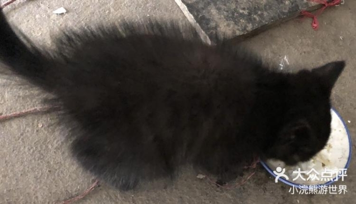 赤峰賣貓賣狗電話多少號-第1張圖片