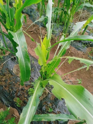 赤峰雛鴨繁殖廠電話號(hào)碼查詢-第1張圖片