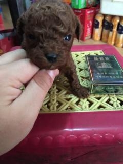 赤峰泰迪寵物出售電話是多少號(hào)-第1張圖片