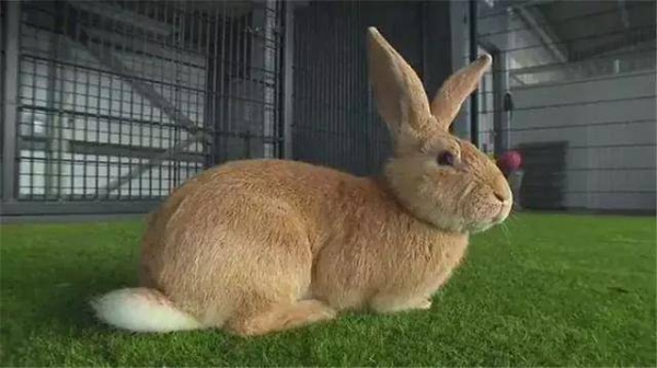 赤峰市區(qū)附近養(yǎng)兔子場(chǎng)電話號(hào)碼-第1張圖片