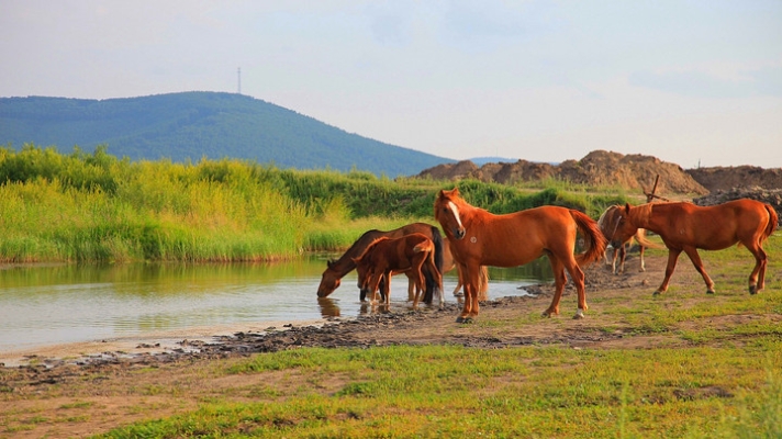 赤峰軍馬場拼車電話號碼查詢-第1張圖片