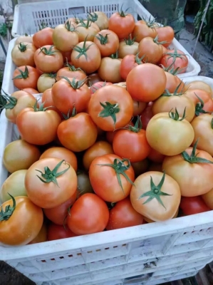 赤峰壓力罐批發(fā)電話號碼查詢-第1張圖片