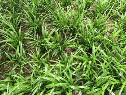 內(nèi)蒙赤峰苗豆種植基地電話號(hào)碼-第1張圖片