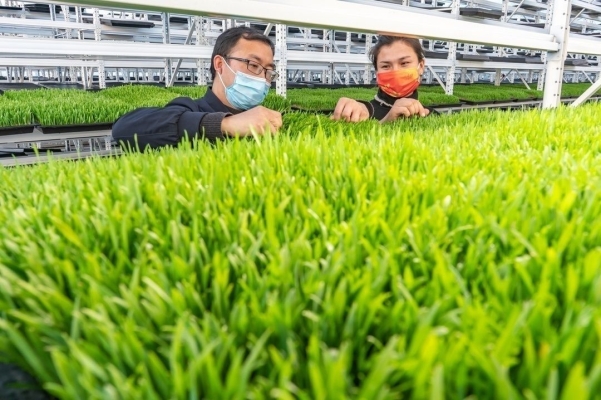 赤峰水培牧草生產(chǎn)基地電話號碼-第1張圖片