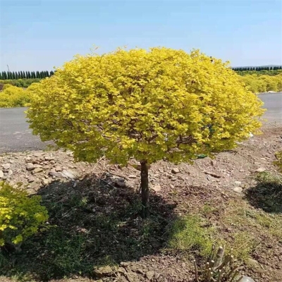 赤峰苯板生產(chǎn)基地地址電話號(hào)碼-第1張圖片