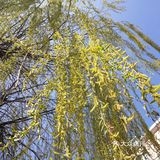 赤峰市收購柳樹芽子電話地址-第1張圖片