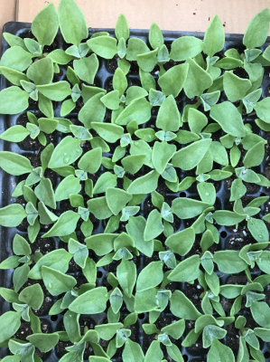 赤峰冰草批發(fā)電話號(hào)碼多少-第1張圖片