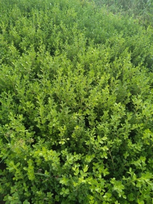 赤峰麻籽豆角種植基地電話號(hào)碼-第1張圖片