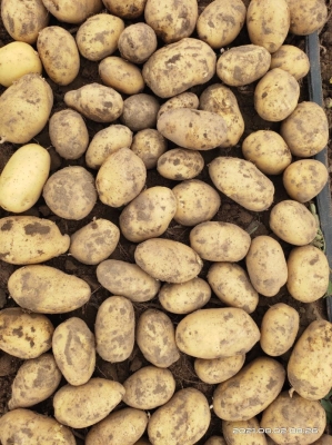 赤峰市土豆代購(gòu)網(wǎng)地址電話號(hào)碼-第1張圖片