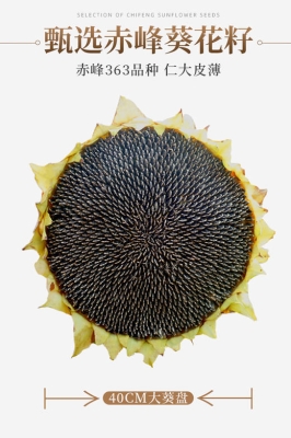 赤峰葵花人工種植基地電話號(hào)碼-第1張圖片