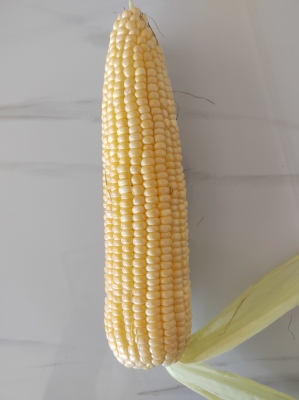 赤峰玉米供貨商電話號(hào)碼查詢-第1張圖片