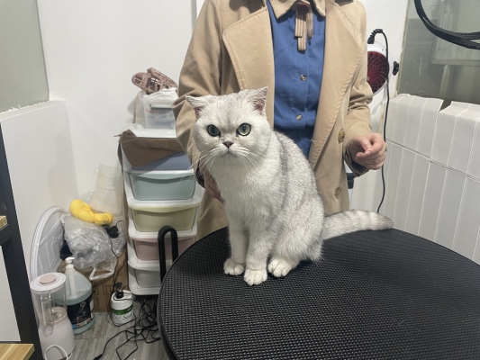 赤峰唯藝寵物生活館電話號碼-第1張圖片