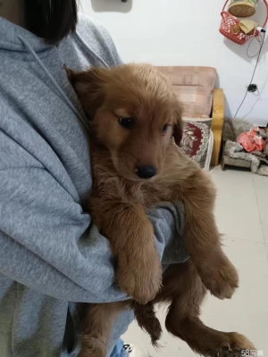 赤峰寵物市場(chǎng)電話多少啊-第1張圖片