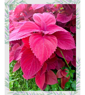 赤峰彩葉草花苗批發(fā)電話(huà)號(hào)碼-第1張圖片