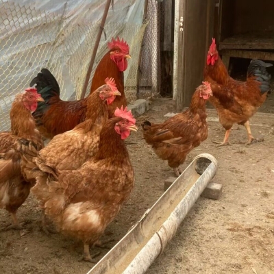 赤峰農家小笨雞電話號碼查詢-第1張圖片