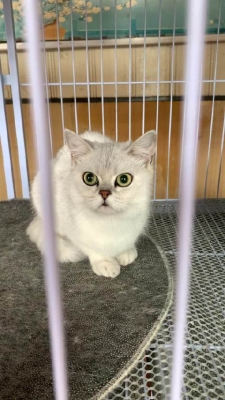 赤峰收貓電話是多少號啊多少錢-第1張圖片