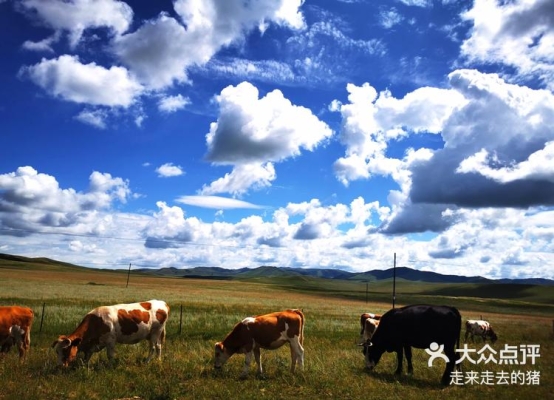 赤峰收豬中介電話多少號碼-第1張圖片