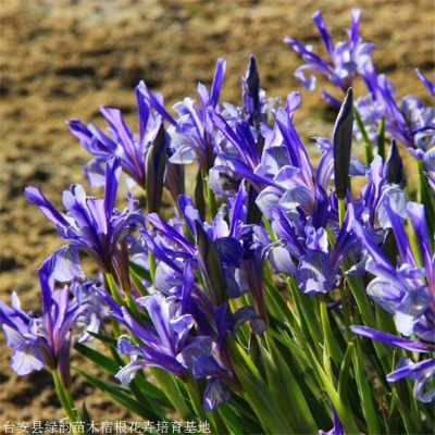 赤峰花楸苗供應(yīng)商電話號碼-第1張圖片