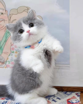 赤峰小八貓舍電話號碼查詢-第1張圖片