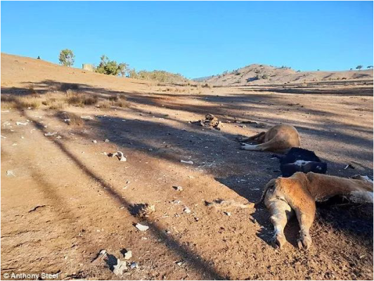 赤峰牧士飼料廠家電話號碼-第1張圖片