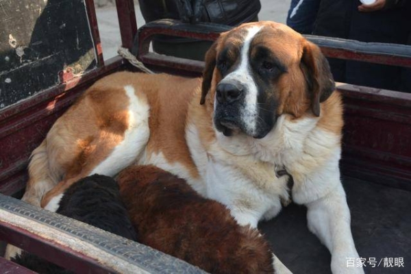 赤峰橋下狗市電話號碼查詢是多少-第1張圖片