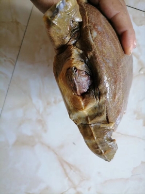 赤峰甲魚(yú)水產(chǎn)店電話號(hào)碼多少-第1張圖片