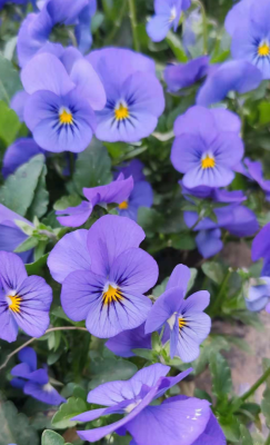 赤峰亦軒鮮花店電話地址查詢-第1張圖片