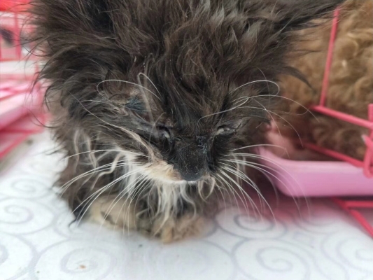 赤峰救助站流浪狗電話號碼-第1張圖片