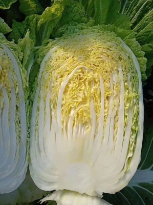 赤峰大白菜收購(gòu)商家電話號(hào)碼-第1張圖片