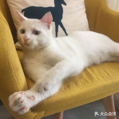 赤峰市送小貓到家電話號(hào)碼-第1張圖片