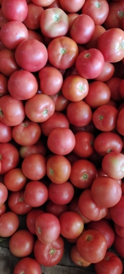 赤峰羊糞收購電話-第1張圖片