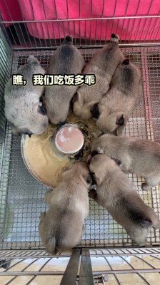 赤峰萌寵聯(lián)盟地址電話是多少號(hào)-第1張圖片