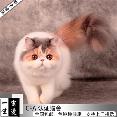 赤峰同城出售幼貓電話多少號-第1張圖片