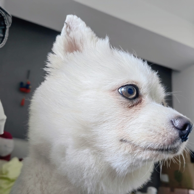 赤峰小超寵物店電話地址查詢-第1張圖片