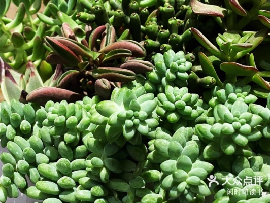 赤峰多肉批發(fā)基地電話地址查詢-第1張圖片