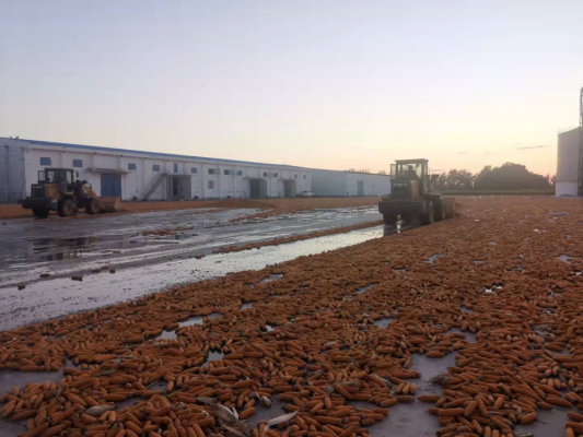 赤峰市所有收玉米地方電話號碼-第1張圖片