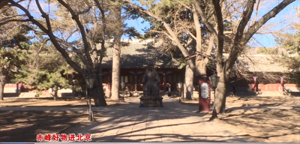 赤峰藥材基地電話號碼多少號-第1張圖片