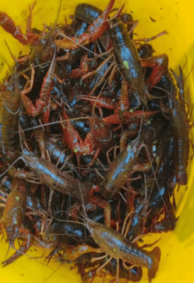 赤峰沃金養(yǎng)殖場(chǎng)電話地址查詢-第1張圖片